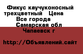 Фикус каучуконосный трехцветный › Цена ­ 500 - Все города  »    . Самарская обл.,Чапаевск г.